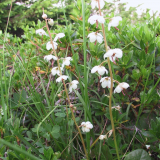 Vintergroen-mose1