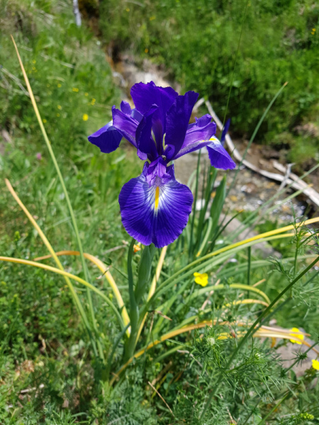 Pyrenæ-Iris