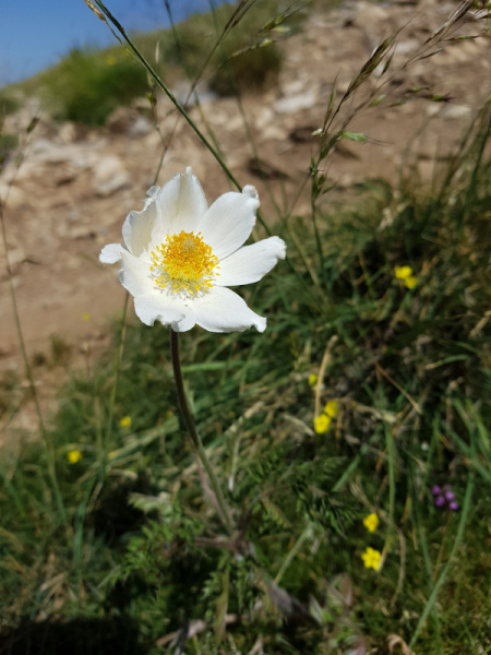 Hvid Alpe-anemone