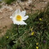 Hvid Alpe-anemone