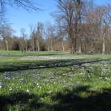 Krokus